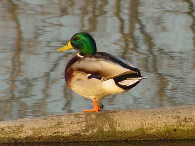 mrmallard.jpg