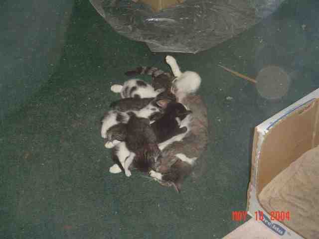 kittens007b.jpg