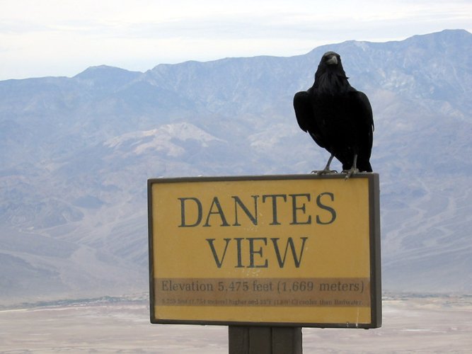 101-0112_IMG Raven at Dantes View-2.jpg