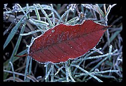 RedFrozenLeaf4x3.jpg