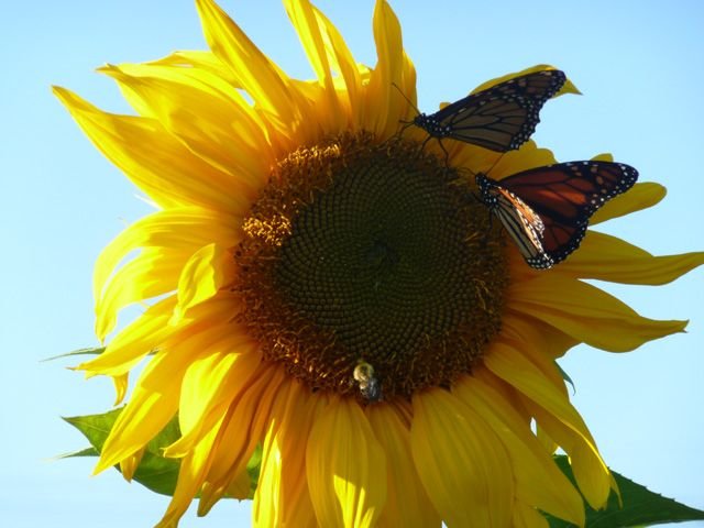 SUNFLOWER WITH 2 BUTTER.jpg