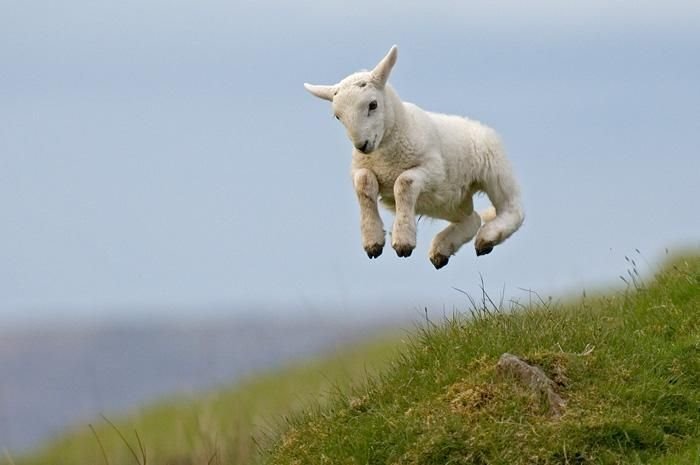 spring lamb.jpg