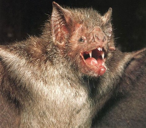 Vampire Bat 1.jpg