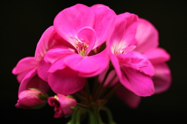 pink flower.jpg