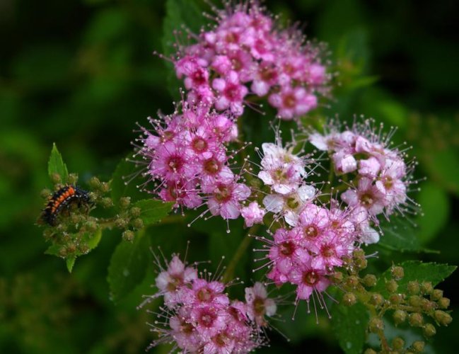 Pink flower with bug .jpg