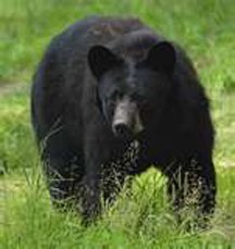 black bear 02.jpg