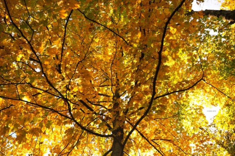 Fall in Radnor Lake - Copy.jpg