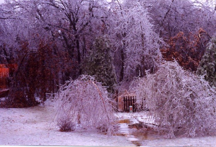 2002-01-29-IceStorm1_80.jpg