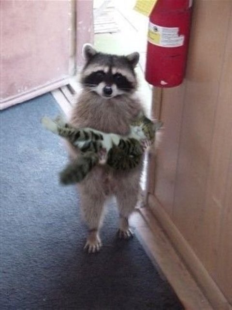 Coon with Cat.jpg