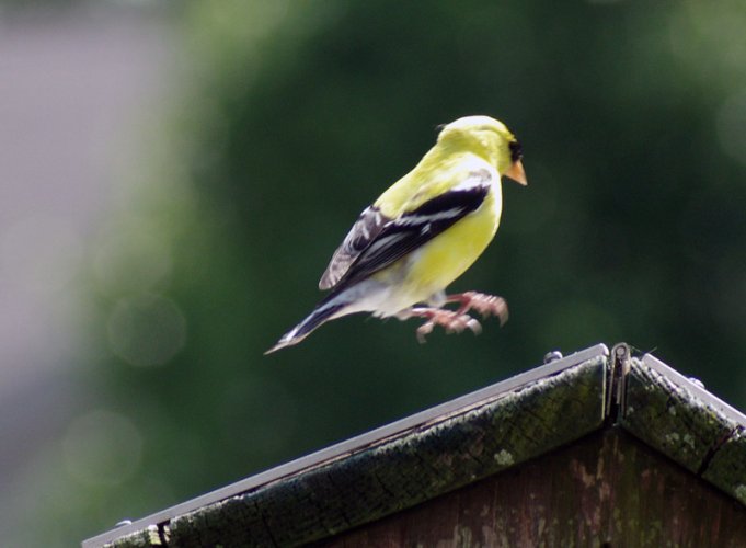 yellowbird.jpg