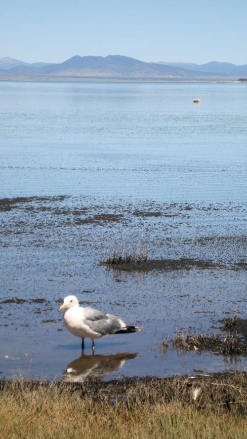 Mono Lake Gull.jpg