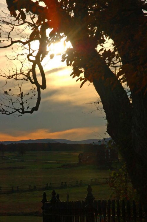 Copse of Trees.jpg