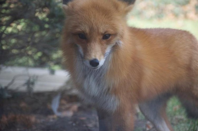 fox closeup.jpg