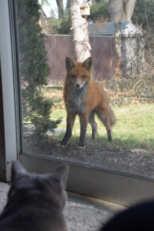 fox vs. cat.jpg