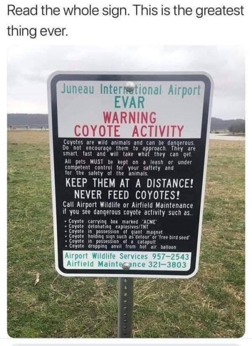 coyote.jpg