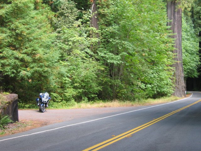 Avenue of the Giants.JPG