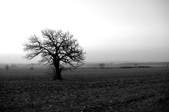 Tree_B&W-3.JPG