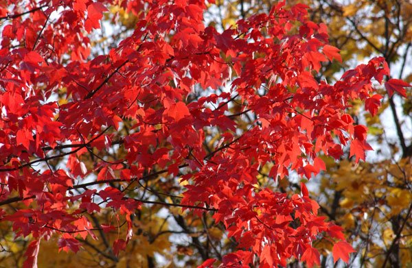 red-maple.jpg