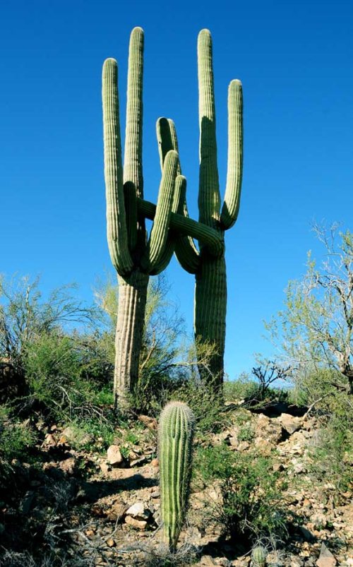 romeo-and-juliet-saguaros.jpg