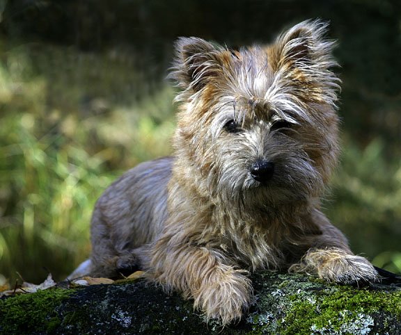 IMG_4766 Bonnie on Rock 6x8.jpg