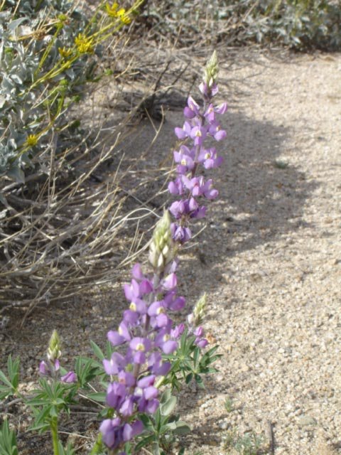 Blossoms in the desert-1.jpg