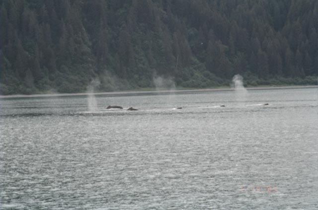 Icy Strait whales bubble feeding-1.jpg