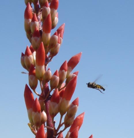 Bee near Ocotillo-1.jpg