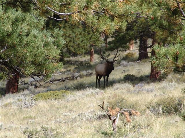 Trail Ridge Rd 012.jpg