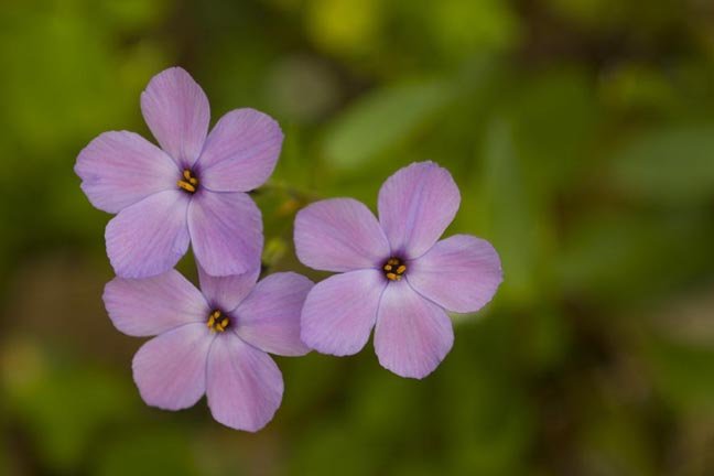 Geranium6x9.jpg