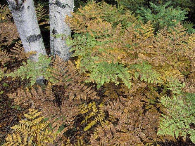 AspenFerns8X6.jpg