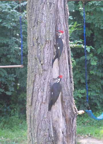 woodpeckers1474.jpg