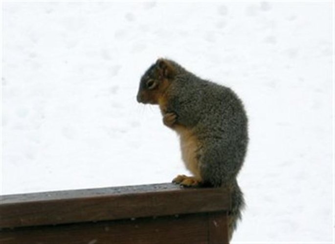 Cold Squirrel (Medium).jpg
