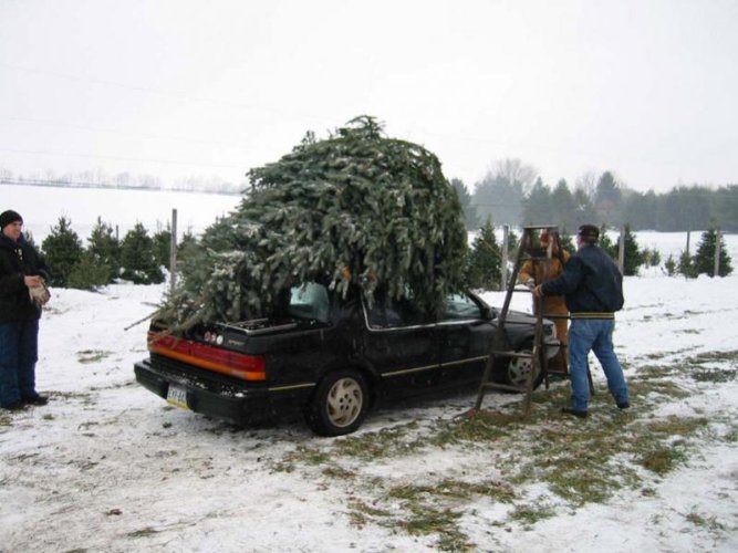 Texas Size Tree, Pennsylvania Size Car.jpg