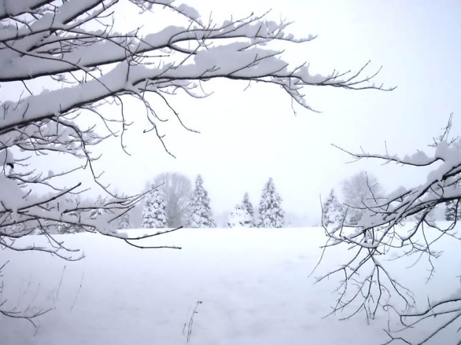 Snow on trees.jpg