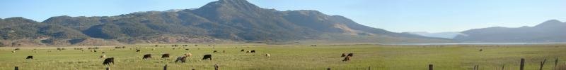 Hwy 395 Cattle.jpg