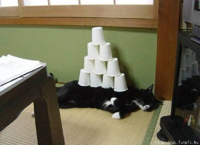 cat & cups.jpg