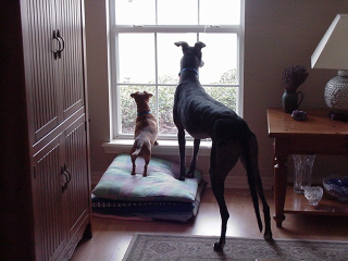 Ollie and Maggie on alert 2.png