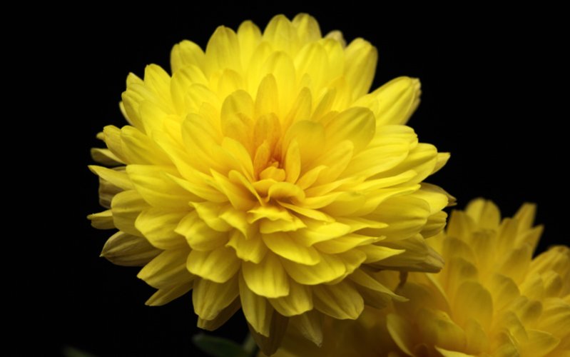 yellow flower.jpg