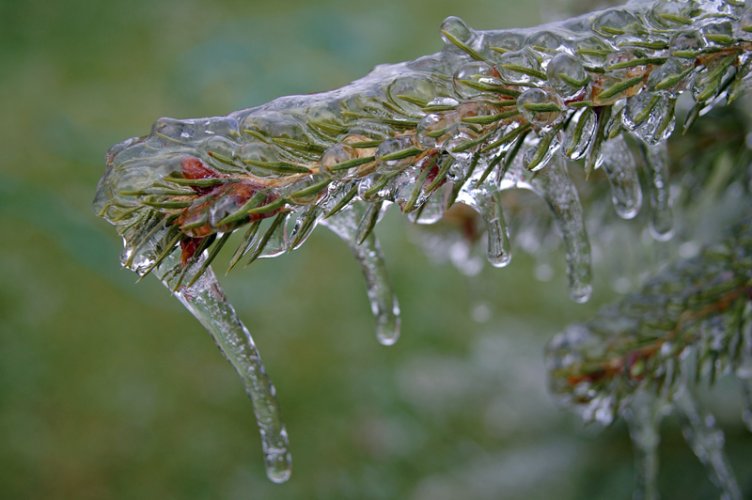 Icy Pine Branch.jpg