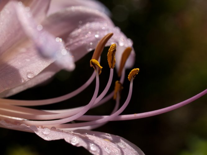 Pink Day Lilly 1.jpg