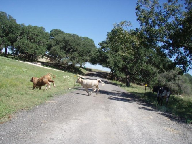 cows on Johnson City road (4).jpg