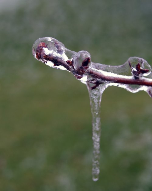 Icy Branch .jpg