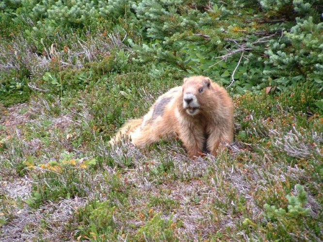 Mad Marmot.jpg