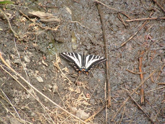 Pale Swallowtail 2.jpg