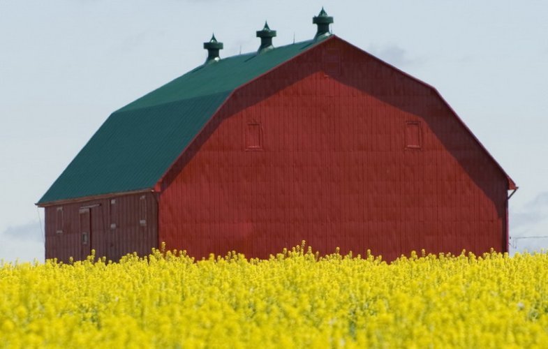 Red barn with mustard flowers.jpg