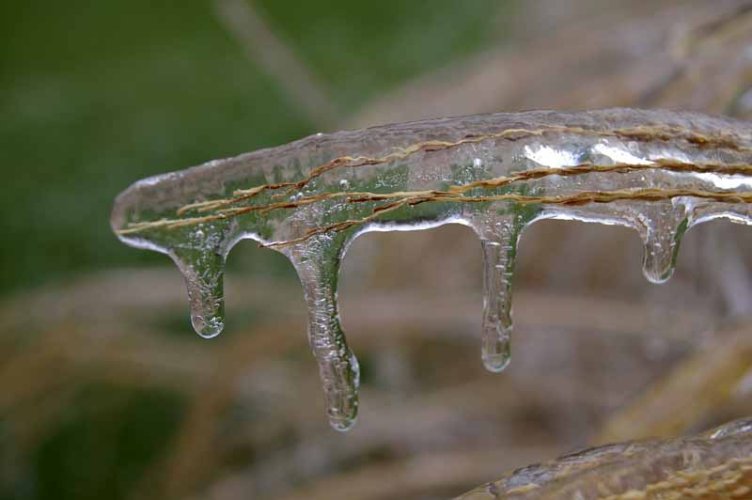 Icy Long Grass.jpg