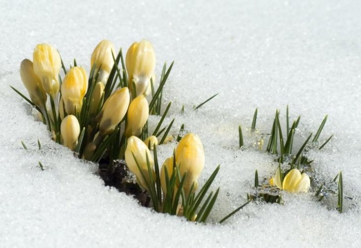 Crocus yellow in snow corrected_resize.jpg