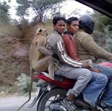 monkey on motocycle.jpg