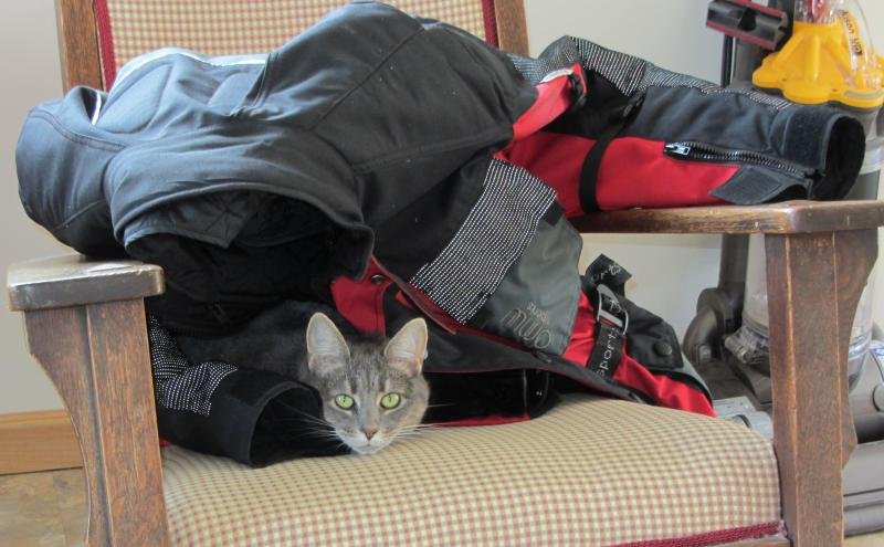 Cat in Coat.jpg