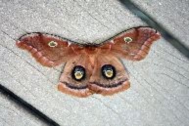 lunar_moth_s.jpg